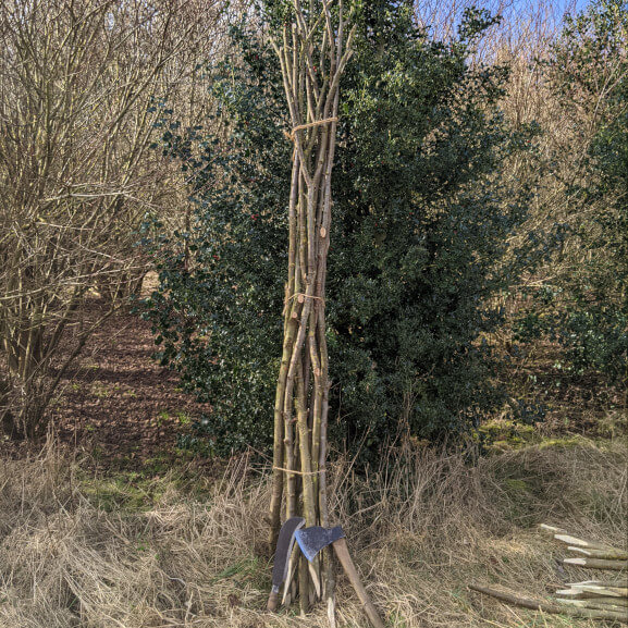 Coppiced Hazel Bean Poles x 10 8ft long I don't post these! Collection only 